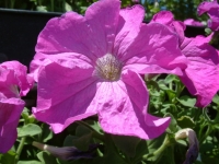 Tips for saving energy this summer